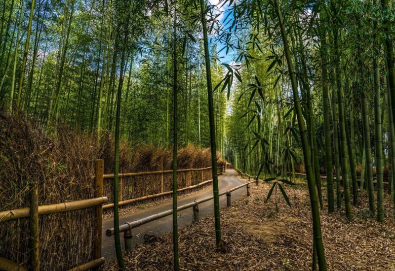 Šuma bambusa Arashiyama - Slavna šuma bambusa koja je razočarala mnoge turiste